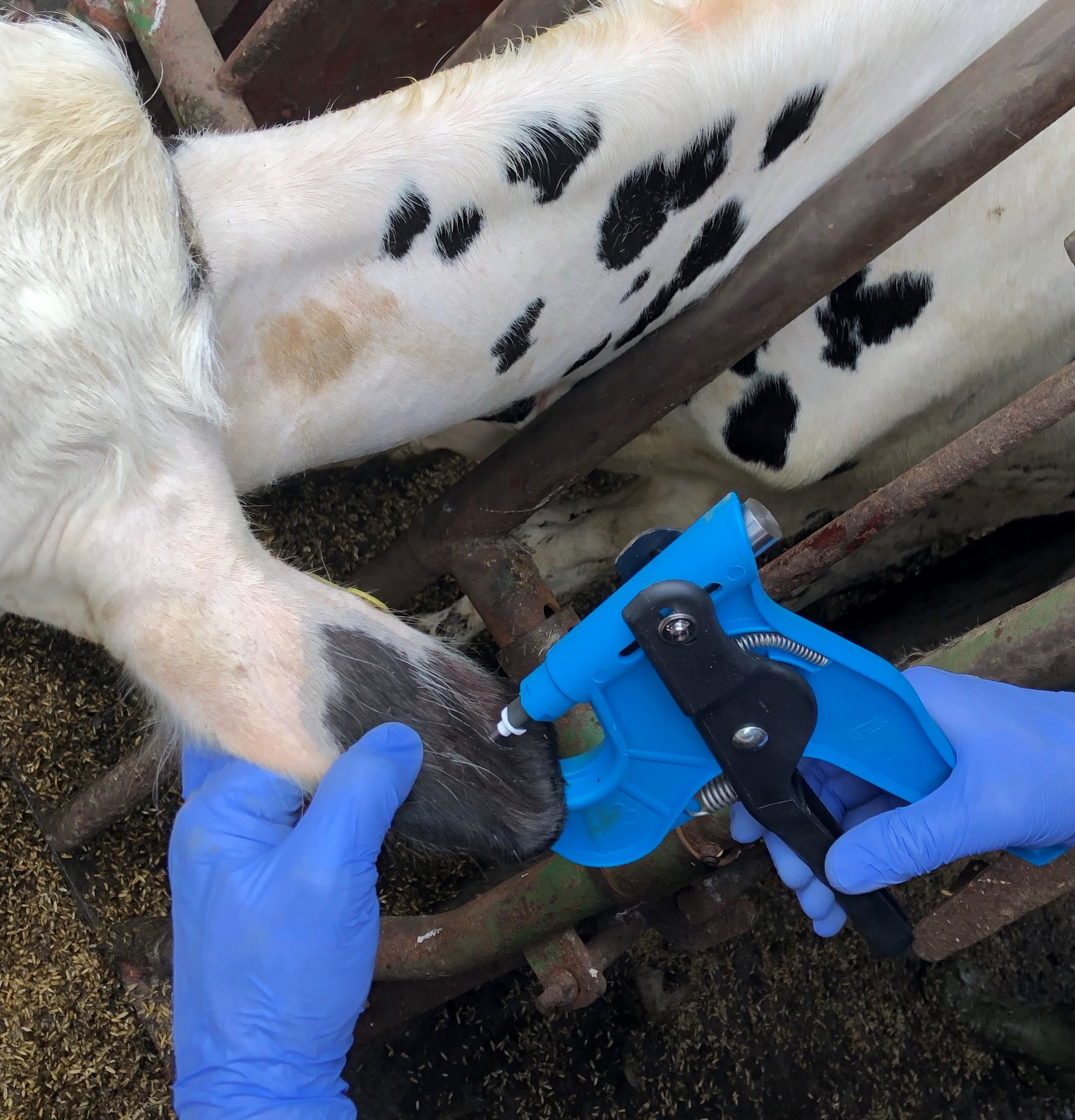A heifer being genomic tested by taking a sample of DNA from the ear