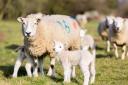 Sheep farms in LFA were the least likely to make a profit without support