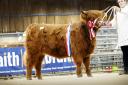 Carlin 6 of Culfoich was champion for Gordon McConachie and topped the sale at 10,000gns