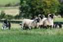 Sheepdog trial results for week ending February 24