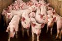 Rising feed prices now account for over 80% of costs on pig units