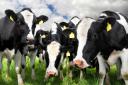 Milking heifers averaged just shy of £1800 at Carlisle