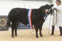 NBA Beef Expo 2022 Overall Champion with Beth Wilkinson