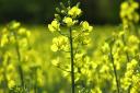 Oilseed rape prices have been under pressure