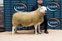 Topping the sale at £18,000 was Hethpool Banger from David Rock  Ref:RH210922105  Rob Haining / The Scottish Farmer...