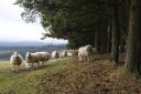 Sheep farmers are being given the advice