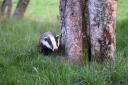 Ministers say that they do plan to end badger culling eventually, but have not given an end date