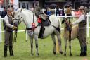 Taken at the Highland pony working harness class at the 2014 Royal Highland Show - the late HM Queen's entry from Balmoral