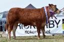 Inter-breed beef champion was the Limousin Petteril Sugababe from Sean Mitchell