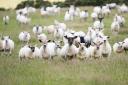 The FTA is unlikely to affect UK sheep exports to the continent  Ref:RH100723049  Rob Haining / The Scottish Farmer