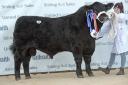 The reserve champion, Duncanziemere Scorpion, from the Clark family led the sale at 13,000gns