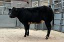 This British Blue heifer stood champion for J Drysdale and Son, Kinneswood, before making £1900