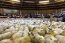 Some 7946 store lambs came under the hammer at Hexham