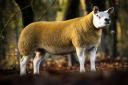 Topping the sale at 11,000gns was this gimmer from Roger Strawbridge