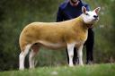 Sale leader at 46,000gns pictured when bought as a gimmer