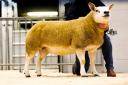 Reserve champion from Partridge Nest topped the sale at 2000gns