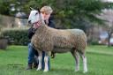 Topping the sale at 3500gns was this Kirkstead gimmer from Alan McClymont