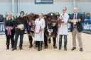 Beef Shorthorn champion was Grant Stephen's Glendual Sammy pictured right and the reserve, Natalie Hynd's Westbroad Scotia