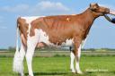 More French and German bulls breeding heifers like this VG 2yr daughter of Solito Red EX92 will be coming to the UK through Synetics UK