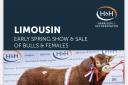 Dyke and Allanfauld buy Loosebeare Tommy for 35,000gns at Carlisle Limousin Sale