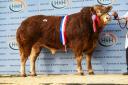 Sale leader, Loosebeare Tommy, made 35,000gns for the Quick family