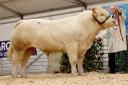 Sale leader at 9200gns was Trevor Phair's Brogher Trump