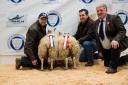 The Greenlaws from Sheep Park Farm stood champion in the prime hoggs with these Beltex cross lambs  Ref:RH280224054  Rob Haining / The Scottish Farmer...
