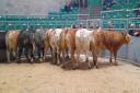 One of eight classes of carcase cattle which saw the supreme come from the heavyweight continental heifer section