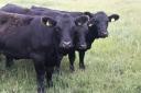 grass management is an important part of cattle or sheep farming