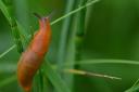 Increased slug activity follows a mild and wet winter / image credits - Pixabay