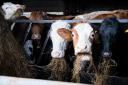 Mains of Druminnor cows relish award-winning winter silage rations Ref:RH040324055  Rob Haining / The Scottish Farmer