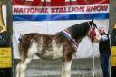 Overall Clydesdale champion, Collessie Alanna from Ronnie Black and sons Mike and Pete