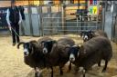 Judge Archie McKinnon found his champion winners in ewes from Glenrinnes