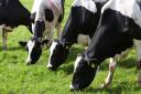 Milk fat can fall when cows are turned out to grass