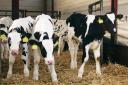 Good clean colostrum is paramount for the health and productivity of new born calves