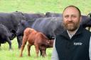 Beef calves are causing debates