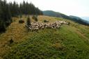 Herd of sheep on the green slope.