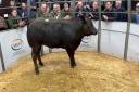 Limousin champion went to a Limousin cross heifer from Messrs Dixon, Lesson Hall