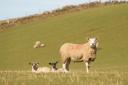 Ewes need time to bond with their lambs