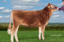K Honey 300173 sold for the top price of 10,500gns