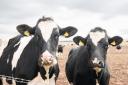 Gisburn dairy heifers Ref:RH060323130