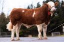 Breaghey Netflix 22 topped the sale at 5800gns for A Clarke
