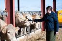 At Corskie, Laura uses a handheld reader to check cow tags.  Ref:RH260324137  Rob Haining / The Scottish Farmer...