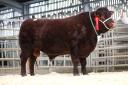 Dira Yeoman from the Youngman family topped the sale at 8200gns