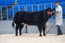 Overall champion from Finn Christie sold for £4000 Ref:RH290324178  Rob Haining / The Scottish Farmer...