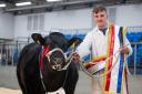 Finn Christie's entry wins Young Farmers' Overwintering Cattle; sold for £4000 Ref:RH290324179  Rob Haining / The Scottish Farmer...