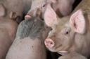 Pig market shows early signs of season uplift Ref:RH070720139