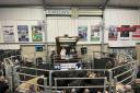 A buoyant demand for store cattle was met this week at Hexham