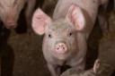 Brazil hits record pork production in another successful year. Ref:RH070720140  Rob Haining / The Scottish Farmer