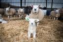 A bold lamb in the shed at Shealwalls Farm, near Alyth, that has been born in the last few day. These ewes and lambs would normally be outside, but due to the weather they're inside Ref:RH100424030  Rob Haining / The Scottish Farmer...